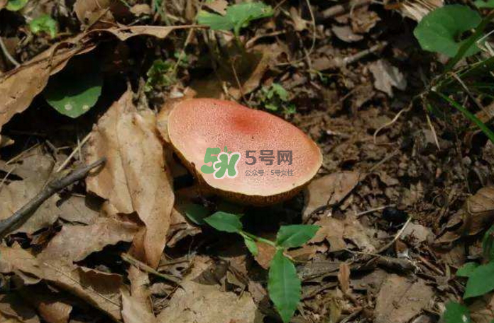 蘑菇中毒怎么辦？蘑菇中毒的癥狀