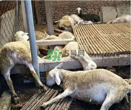 壽光大蒜有毒嗎？壽光毒大蔥事件