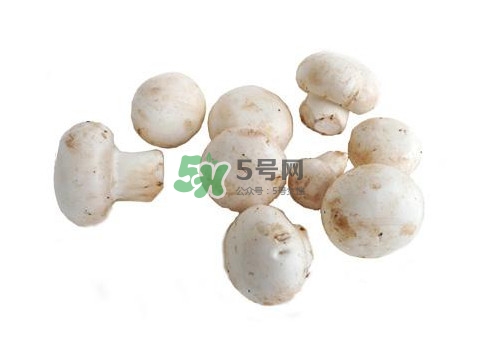 口蘑是什么蘑菇？口蘑長(zhǎng)什么樣子？