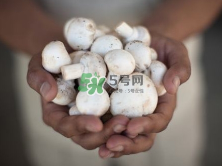 口蘑是發(fā)物嗎？口蘑是白蘑菇嗎