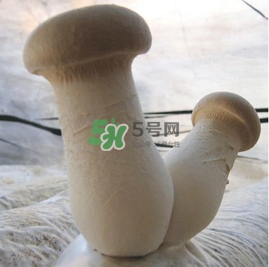 杏鮑菇是發(fā)物嗎？杏鮑菇怎么切好看