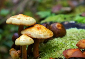 蘑菇中毒怎么辦？蘑菇中毒的癥狀