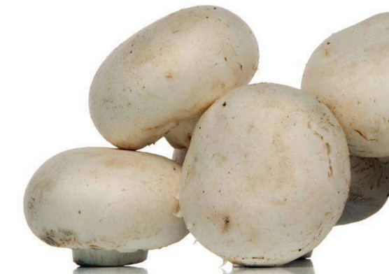 白蘑菇是什么蘑菇？白蘑菇有毒嗎