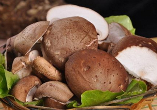 什么蘑菇最有營養(yǎng)？蘑菇怎么吃最有營養(yǎng)？