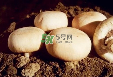 口蘑是發(fā)物嗎？口蘑是白蘑菇嗎