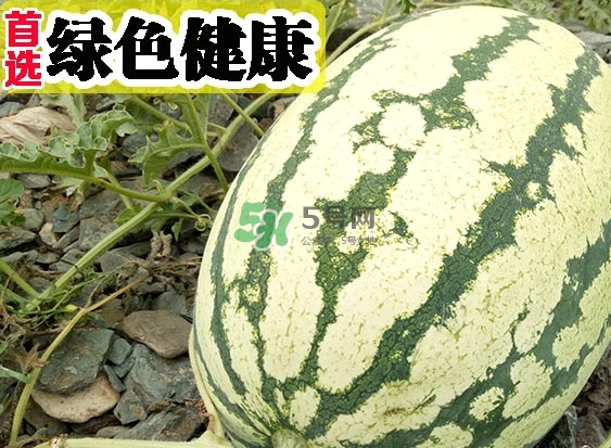 石頭瓜什么時候上市？石頭瓜多少錢一斤？