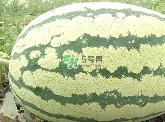 石頭瓜什么時候上市？石頭瓜多少錢一斤？