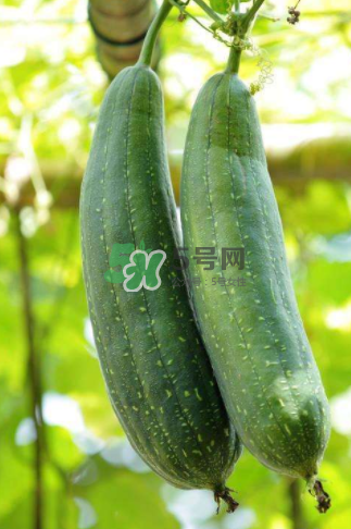 秋天吃絲瓜掉頭發(fā)嗎？秋天吃絲瓜愛(ài)掉頭發(fā)是真的嗎？