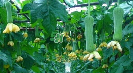 秋天吃絲瓜掉頭發(fā)嗎？秋天吃絲瓜愛(ài)掉頭發(fā)是真的嗎？