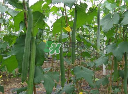 秋天絲瓜有毒嗎？秋天絲瓜能吃嗎？