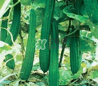 秋天絲瓜有毒嗎？秋天絲瓜能吃嗎？