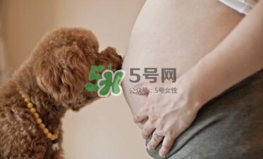孕婦不能養(yǎng)寵物嗎？為什么孕婦不能養(yǎng)寵物？