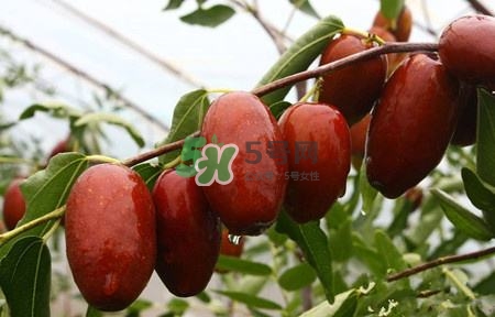 秋季吃什么水果最好？秋季常吃什么水果比較好？