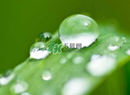 白露可以種什么菜？白露過后能種植什么蔬菜？