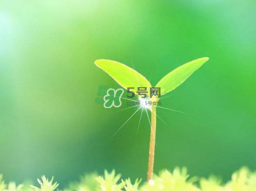 白露可以種什么菜？白露過后能種植什么蔬菜？