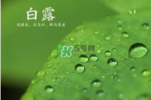 白露可以種什么菜？白露過后能種植什么蔬菜？