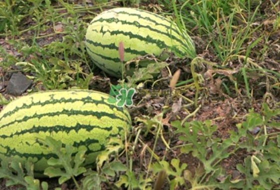 石頭瓜和麒麟瓜哪個好吃？石頭瓜有籽嗎