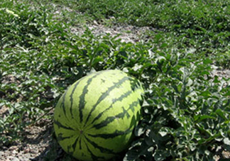 石頭瓜和麒麟瓜哪個好吃？石頭瓜有籽嗎