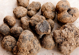 松露是什么樣子的？松露是怎么形成的