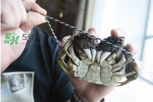 大閘蟹為什么要綁？大閘蟹怎么捆？