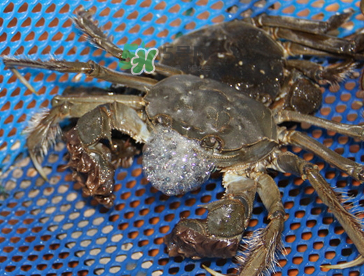 大閘蟹為什么吐泡泡？大閘蟹吐泡泡怎么回事？