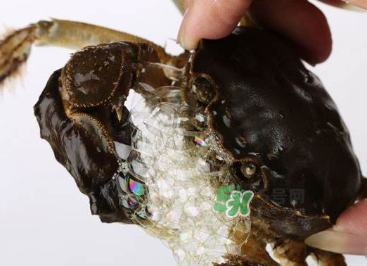 大閘蟹為什么吐泡泡？大閘蟹吐泡泡怎么回事？