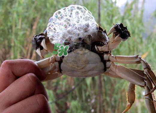 大閘蟹為什么吐泡泡？大閘蟹吐泡泡怎么回事？