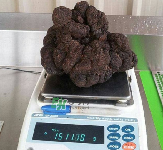 世界最大的松露是在哪個(gè)國家發(fā)現(xiàn)的？松露怎么吃