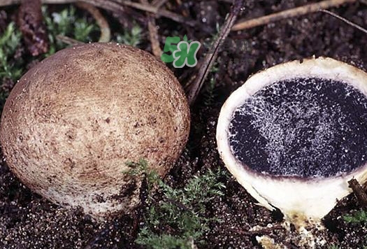 松露什么時(shí)候采摘？松露怎么采摘