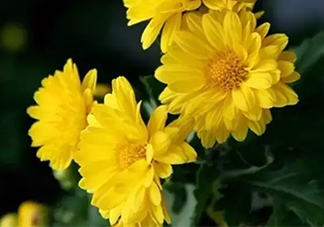 白露是寒露嗎？白露和寒露的區(qū)別