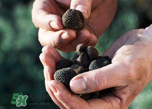 中國(guó)哪里有白松露？黑松露和白松露哪個(gè)貴？