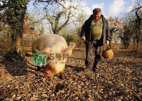 松露什么時(shí)候采摘？松露怎么采摘