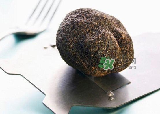 中國(guó)哪里有白松露？黑松露和白松露哪個(gè)貴？