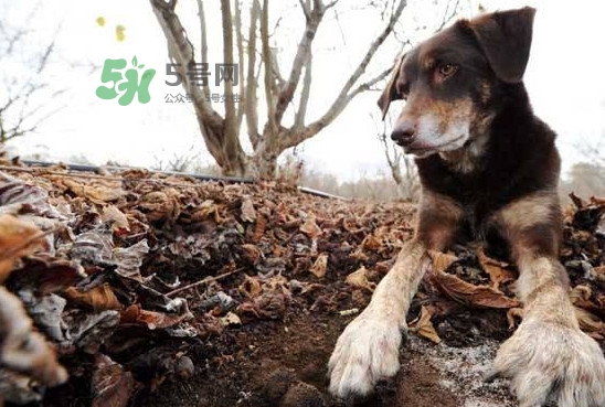 松露什么時(shí)候采摘？松露怎么采摘