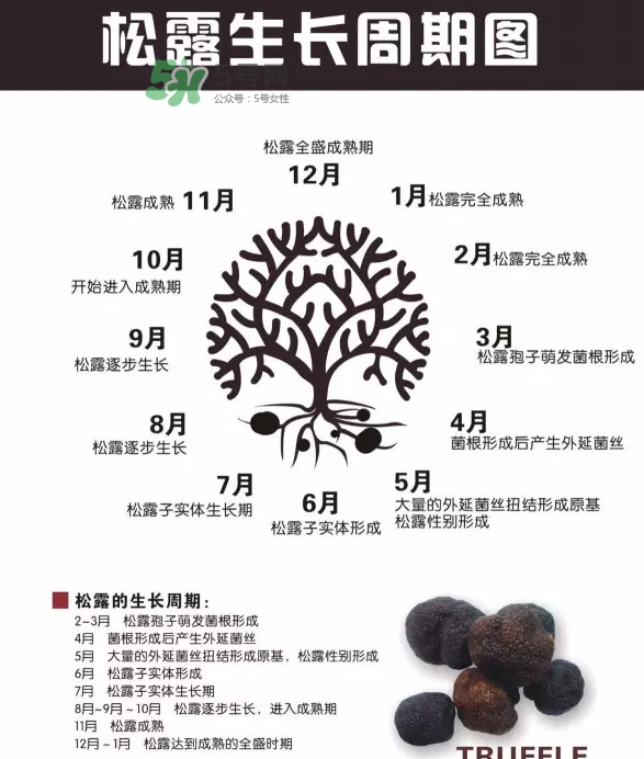 松露是什么樣子的？松露是怎么形成的