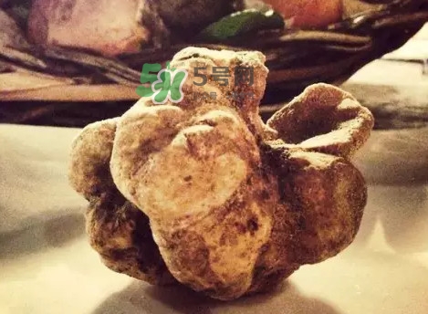 世界上評(píng)價(jià)較高的松露品種是什么？白松露和黑松露哪個(gè)好