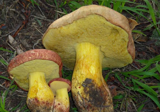 牛肝菌要泡發(fā)多久？牛肝菌怎么清洗