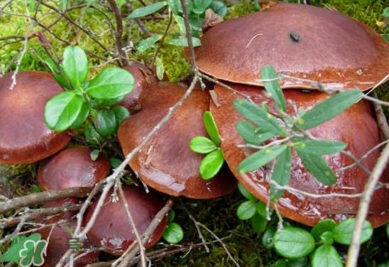 牛肝菌種類有哪些？牛肝菌與什么食物相克