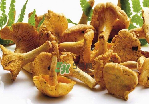 雞油菌怎么做好吃？雞油菌怎么吃