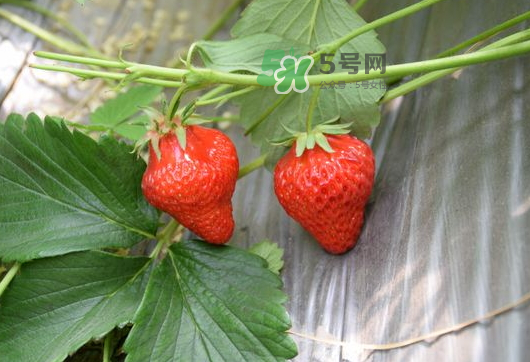 九月份可以種草莓嗎？九月份有草莓吃嗎？