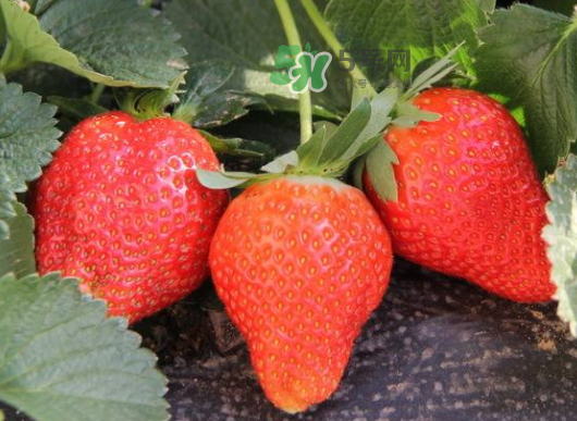 九月份可以種草莓嗎？九月份有草莓吃嗎？