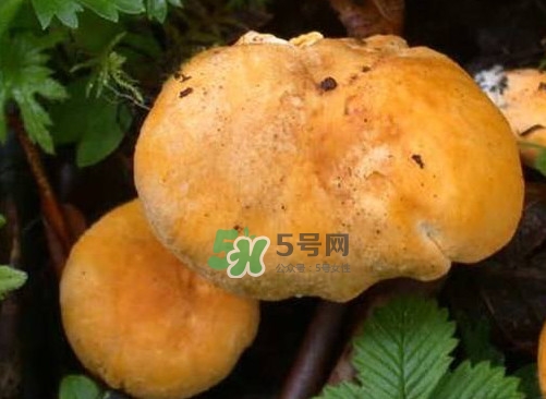 新鮮雞油菌怎么保存？干雞油菌怎么保存