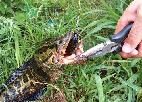九月份可以釣黑魚(yú)嗎？9月份可以釣黑魚(yú)嗎？