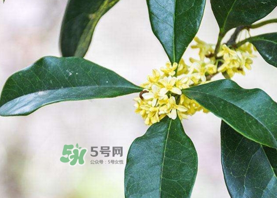 桂花樹種在院子哪里好？桂花樹種在家門口好嗎
