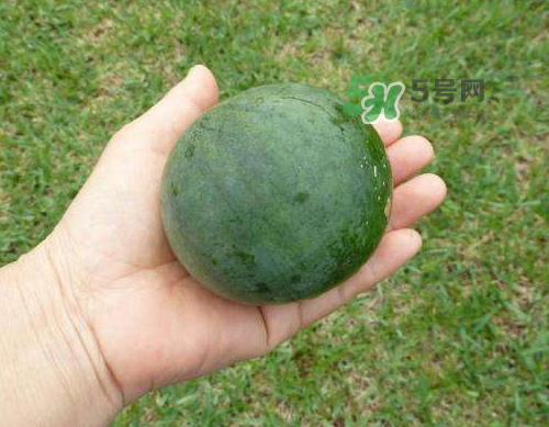 9月份可以種西瓜嗎？九月份種西瓜會結果嗎？