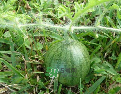 9月份可以種西瓜嗎？九月份種西瓜會結果嗎？