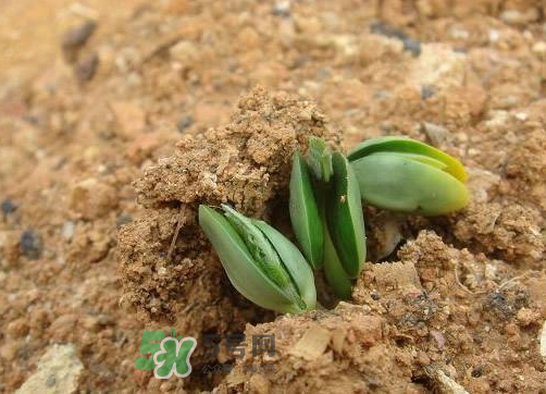 9月份可以種西瓜嗎？九月份種西瓜會結果嗎？