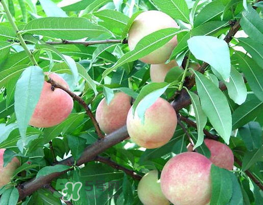 九月份還有桃子嗎？9月份成熟的桃子有幾種？