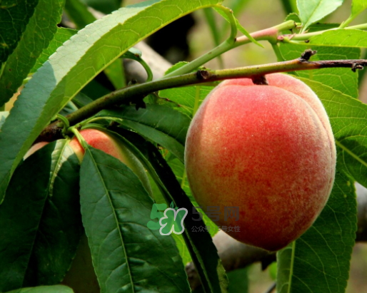 九月份還有桃子嗎？9月份成熟的桃子有幾種？