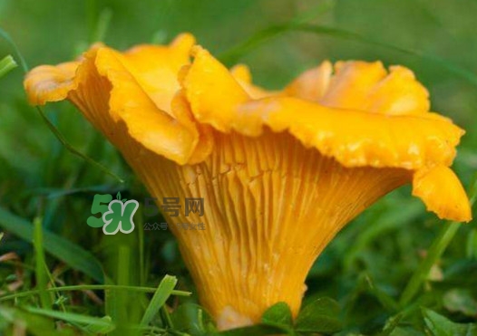 雞油菌孕婦能吃嗎？孕婦可以吃雞油菌嗎